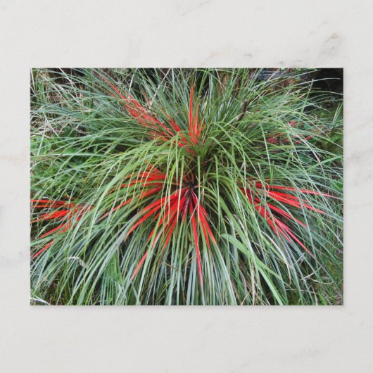 Fascicularia bicolor (Bromeliaceae), Southern Chil Briefkaart (Voorkant)