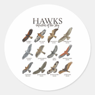 Fascinerende roofvogels - soorten haviken ronde sticker