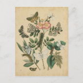 Fasen van Butterfly Life by Vision Studio Briefkaart (Voorkant)