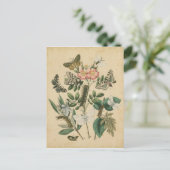 Fasen van Butterfly Life by Vision Studio Briefkaart (Staand voorkant)