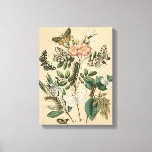 Fasen van Butterfly Life by Vision Studio Canvas Afdruk