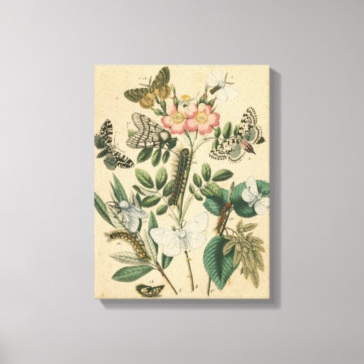 Fasen van Butterfly Life by Vision Studio Canvas Afdruk (Voorkant)