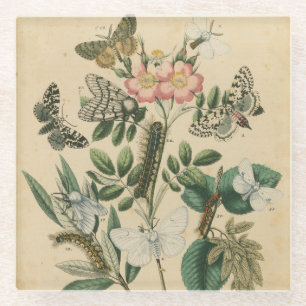 Fasen van Butterfly Life by Vision Studio Glazen Onderzetter