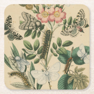 Fasen van Butterfly Life by Vision Studio Kartonnen Onderzetters