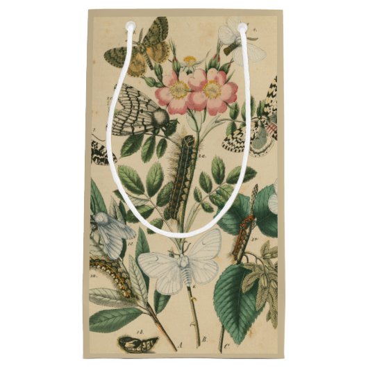 Fasen van Butterfly Life by Vision Studio Klein Cadeauzakje (Voorkant)