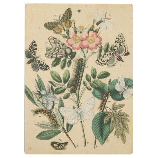 Fasen van Butterfly Life by Vision Studio Klembord (Achterkant)