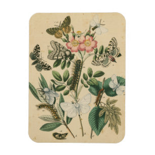 Fasen van Butterfly Life by Vision Studio Magneet