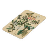 Fasen van Butterfly Life by Vision Studio Magneet (Linkerzijde)