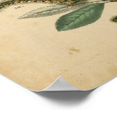 Fasen van Butterfly Life by Vision Studio Poster (Hoek)