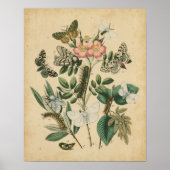 Fasen van Butterfly Life by Vision Studio Poster (Voorkant)