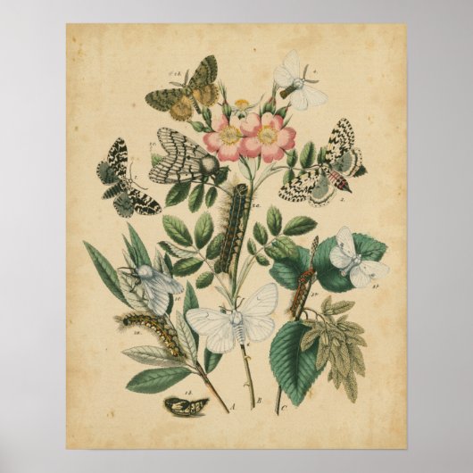 Fasen van Butterfly Life by Vision Studio Poster (Voorkant)