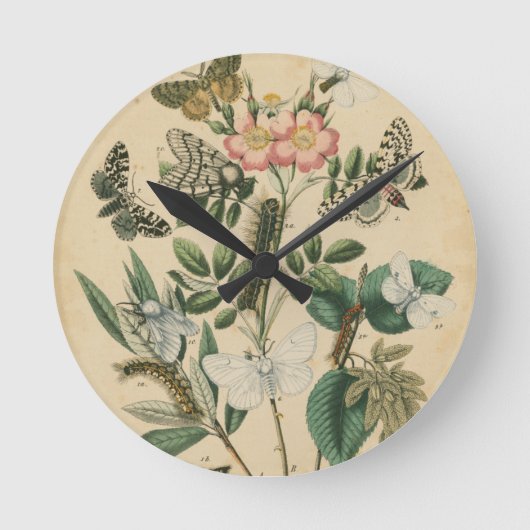 Fasen van Butterfly Life by Vision Studio Ronde Klok (Voorkant)