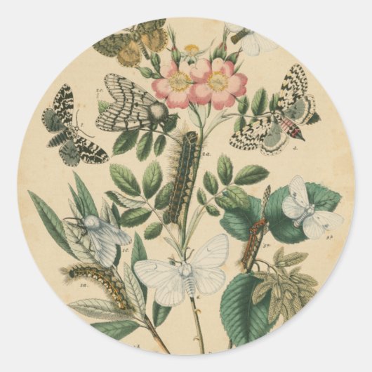 Fasen van Butterfly Life by Vision Studio Ronde Sticker (Voorkant)