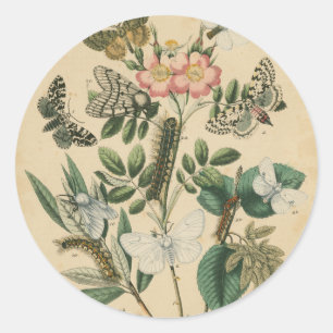 Fasen van Butterfly Life by Vision Studio Ronde Sticker
