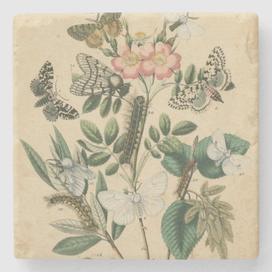 Fasen van Butterfly Life by Vision Studio Stenen Onderzetter (Voorkant)