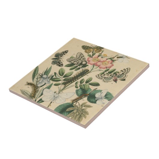 Fasen van Butterfly Life by Vision Studio Tegeltje (Zijkant)