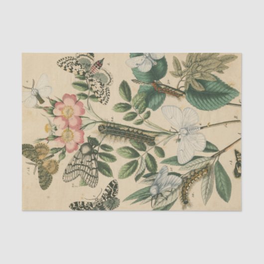 Fasen van Butterfly Life by Vision Studio Tissuepapier (Voorkant)