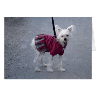 Fashionable Powderpuff