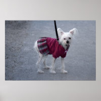 Fashionable Powderpuff