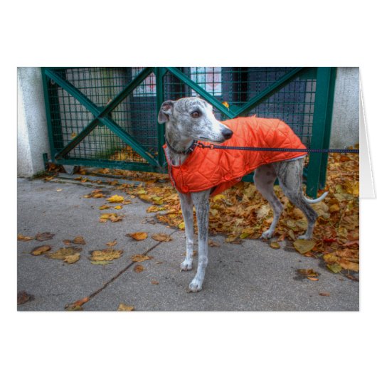 Fashionable Whippet (Voorkant Horizontaal)
