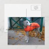 Fashionable Whippet Briefkaart (Voorkant / Achterkant)