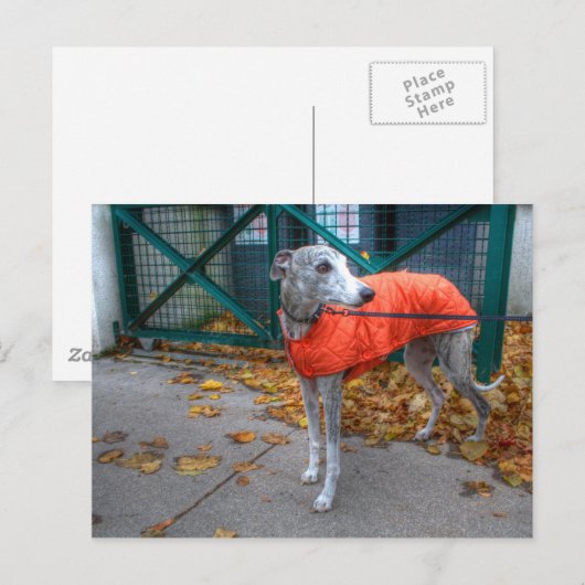 Fashionable Whippet Briefkaart (Voorkant / Achterkant)