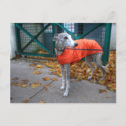 Fashionable Whippet Briefkaart (Voorkant)