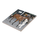 Fasig Tipton Select Sales (Verkoop in combinatie m Tegeltje (Zijkant)