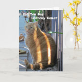 Fat Cat Birthday Kaart - Laten we feesten! (Gele Bloem)