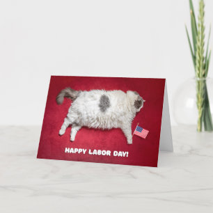 Fat Cat Fat Cat Kaart