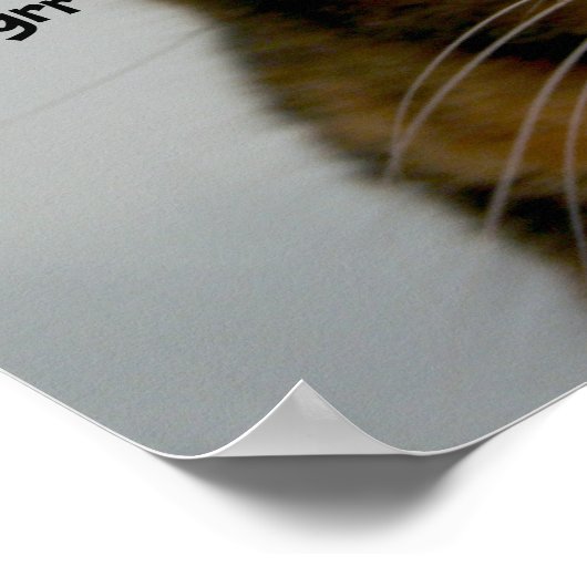 Fat Cat met Attitude, grumpy kat song Poster (Hoek)