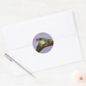 Fat Red Eyed Tree Frog Stickers (Envelop)