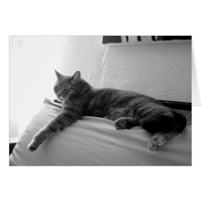 Fat Tabby Cat (Voorkant Horizontaal)