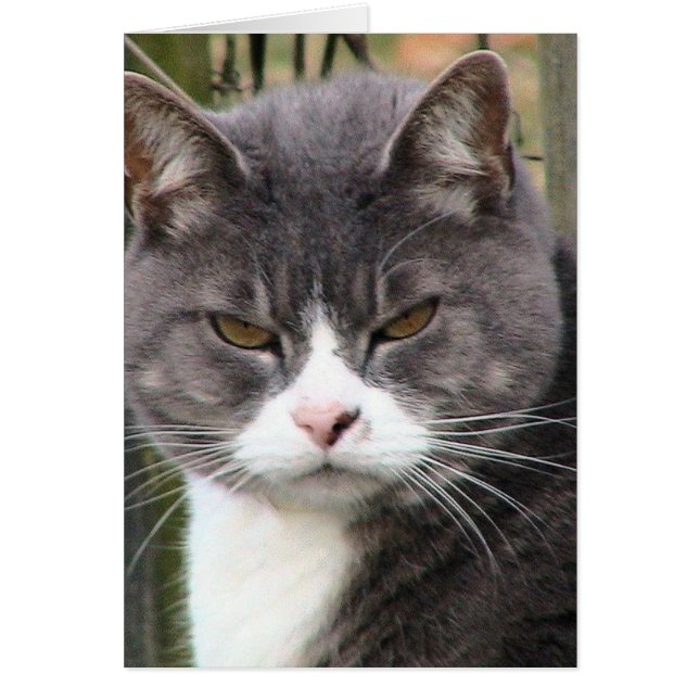 Fat Tabby GRUMPY (Voorkant)