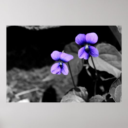 Fataal Violet Poster (Voorkant)