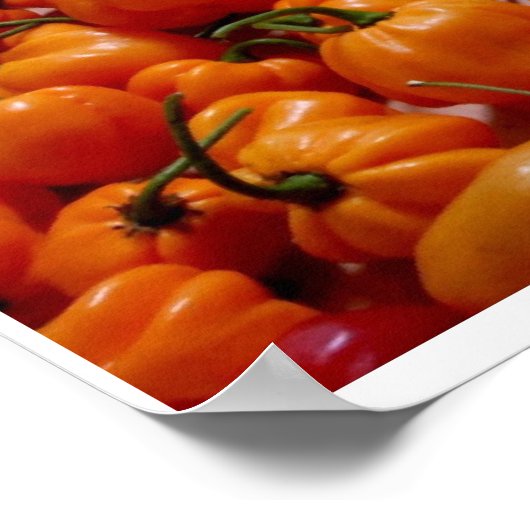 Fatalii's Chili Pepper Poster (Hoek)