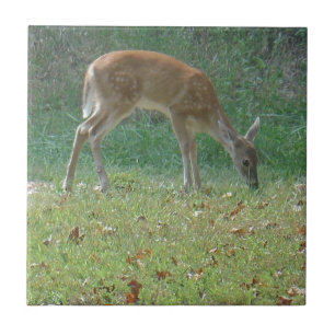 Faun, baby deer at Lake Arrowhead Tegeltje