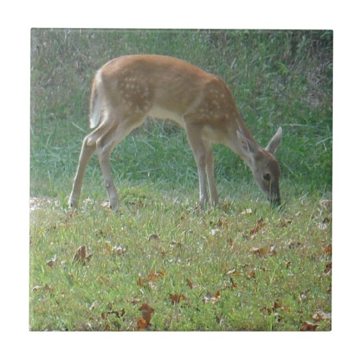 Faun, baby deer at Lake Arrowhead Tegeltje (Voorkant)