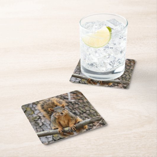 Faux fox eekhoorn kartonnen onderzetters (Insitu)