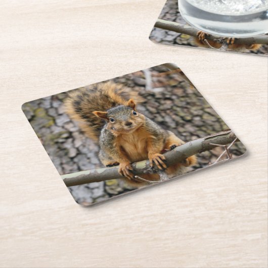 Faux fox eekhoorn kartonnen onderzetters (Schuin)