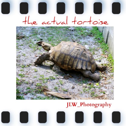 Faux TortoiseShell Fotografisch Grijs en Bruin Sokken