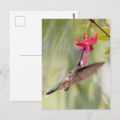 Favoriete Fuchsia Hummingbird Briefkaart (Voorkant / Achterkant)
