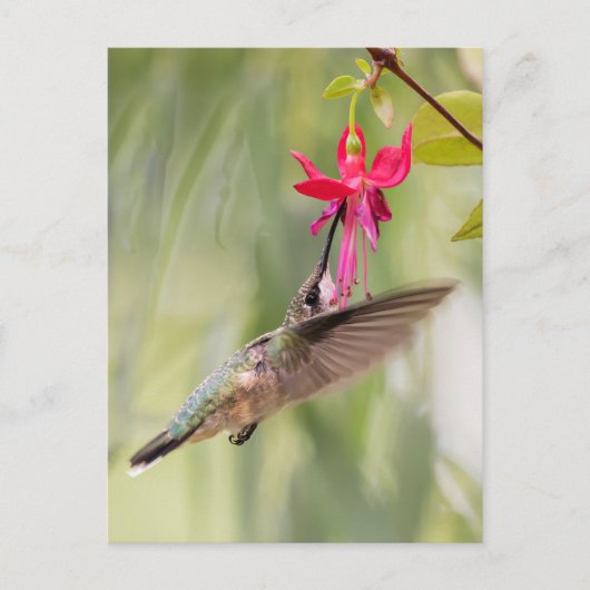 Favoriete Fuchsia Hummingbird Briefkaart (Voorkant)