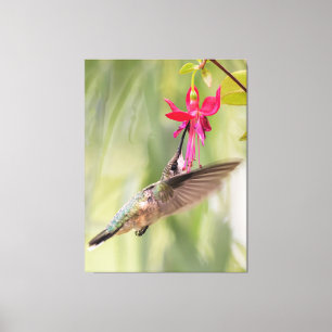 Favoriete Fuchsia Hummingbird Canvas Afdruk