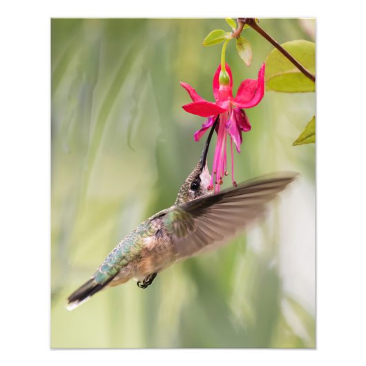 Favoriete Fuchsia Hummingbird Foto Afdruk (Voorkant)