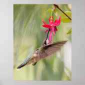 Favoriete Fuchsia Hummingbird Poster (Voorkant)