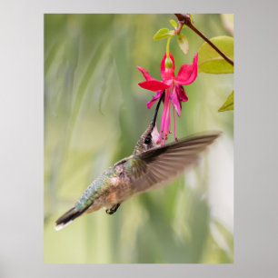 Favoriete Fuchsia Hummingbird Poster
