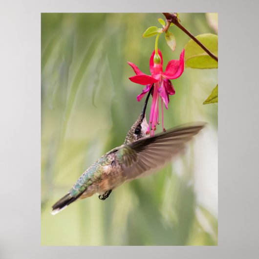 Favoriete Fuchsia Hummingbird Poster (Voorkant)