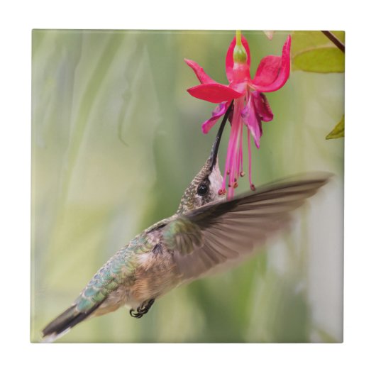 Favoriete Fuchsia Hummingbird Tegeltje (Voorkant)