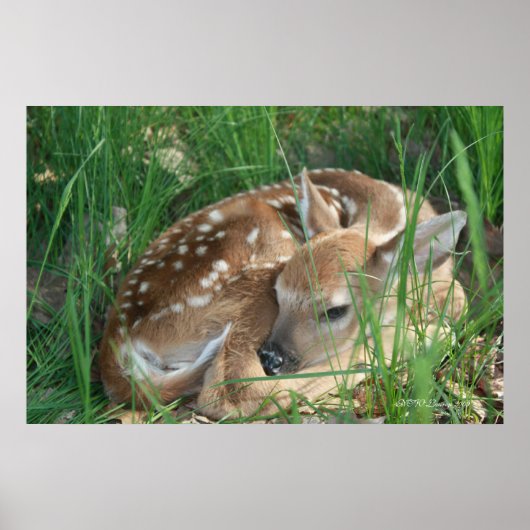 Fawn 2009 poster (Voorkant)